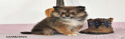 Pomeranian dogs for sale: Brittney - Ad 2