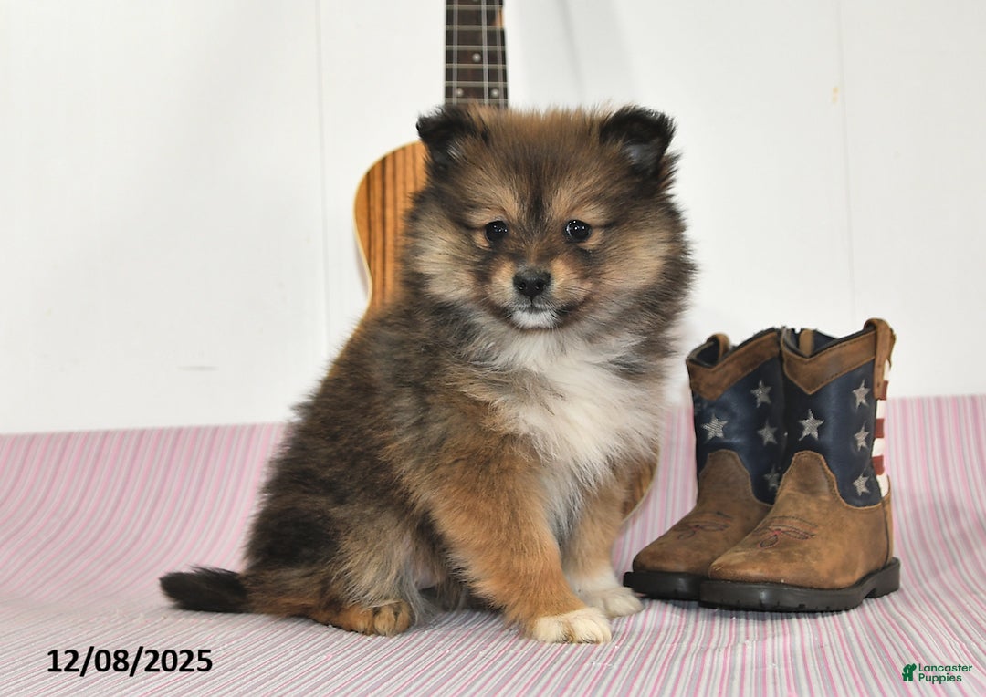 Pomeranian dogs for sale: Brittney - Ad 2
