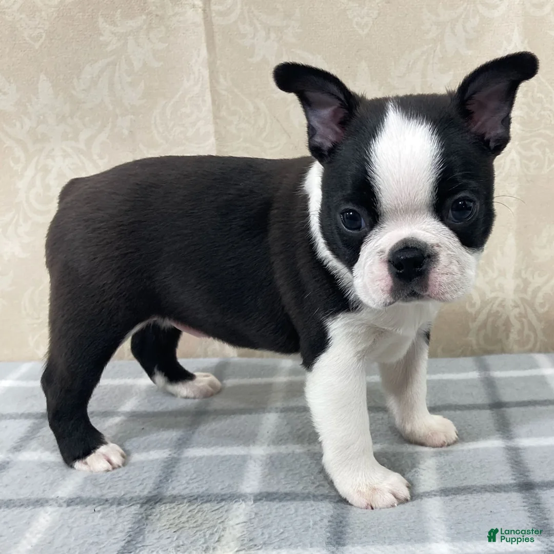 Boston Terrier dogs for sale: Cody Boston Terrier Puppy  - Ad 3