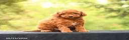 Toy Poodle dogs for sale: April - Ad 4