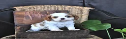 Cavalier King Charles Spaniel dogs for sale: Dawson - Ad 2