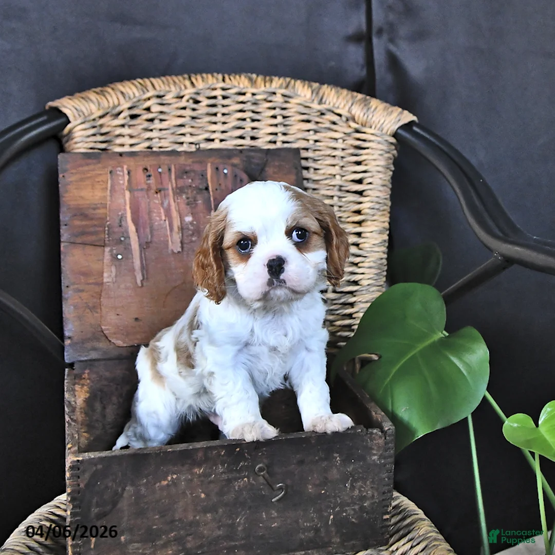 Cavalier King Charles Spaniel dogs for sale: Dawson - Ad 2