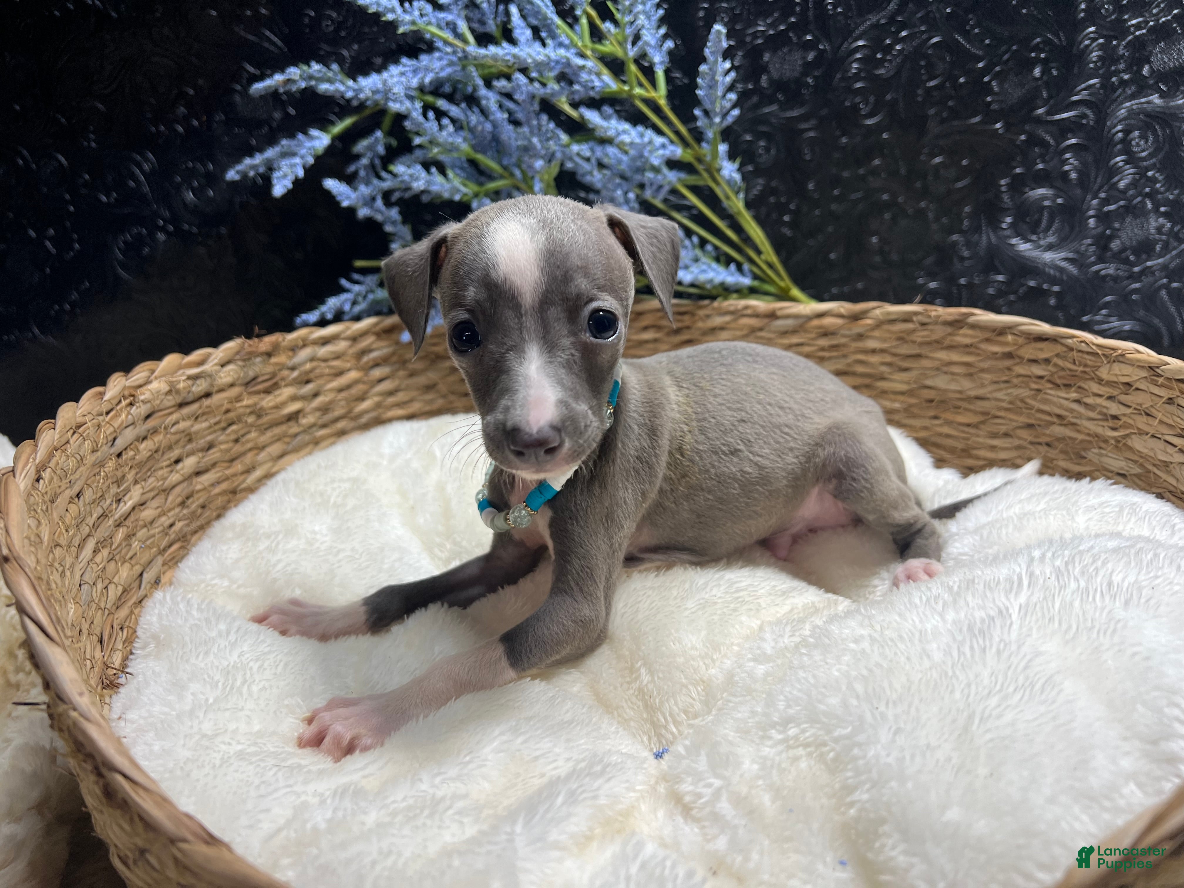 Italian Greyhound dogs Italian Greyhound 2 - Ad 1