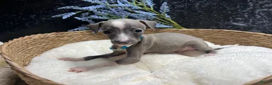 Italian Greyhound 2
