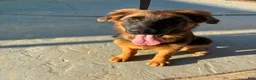 German Shepherd dogs for sale: German Shepherd 1 - Ad 4