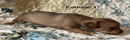 Chiweenie dogs for sale: Chiweenie 6 - Ad 12