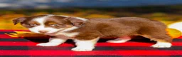 Miniature Australian Shepherd dogs for sale: Anna - Ad 4