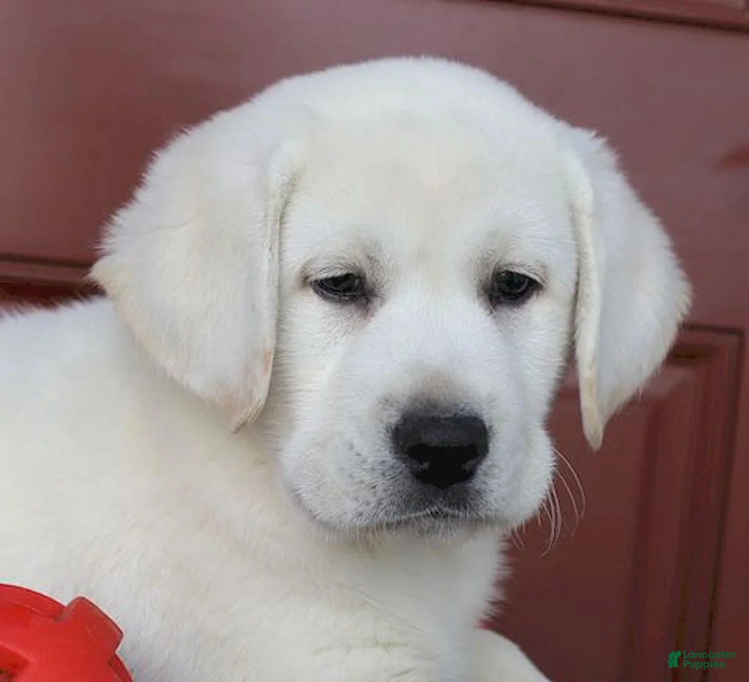 Labrador Retriever dogs for sale: Diesel Champ lines - Ad 2