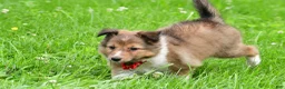 Shetland Sheepdog dogs for sale: Karma - Ad 3