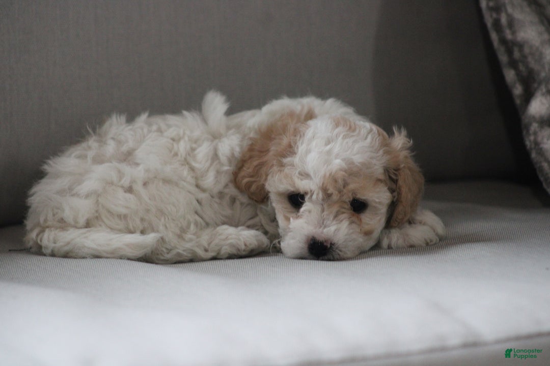 Cavapoo dogs for sale: Tonya - Ad 1