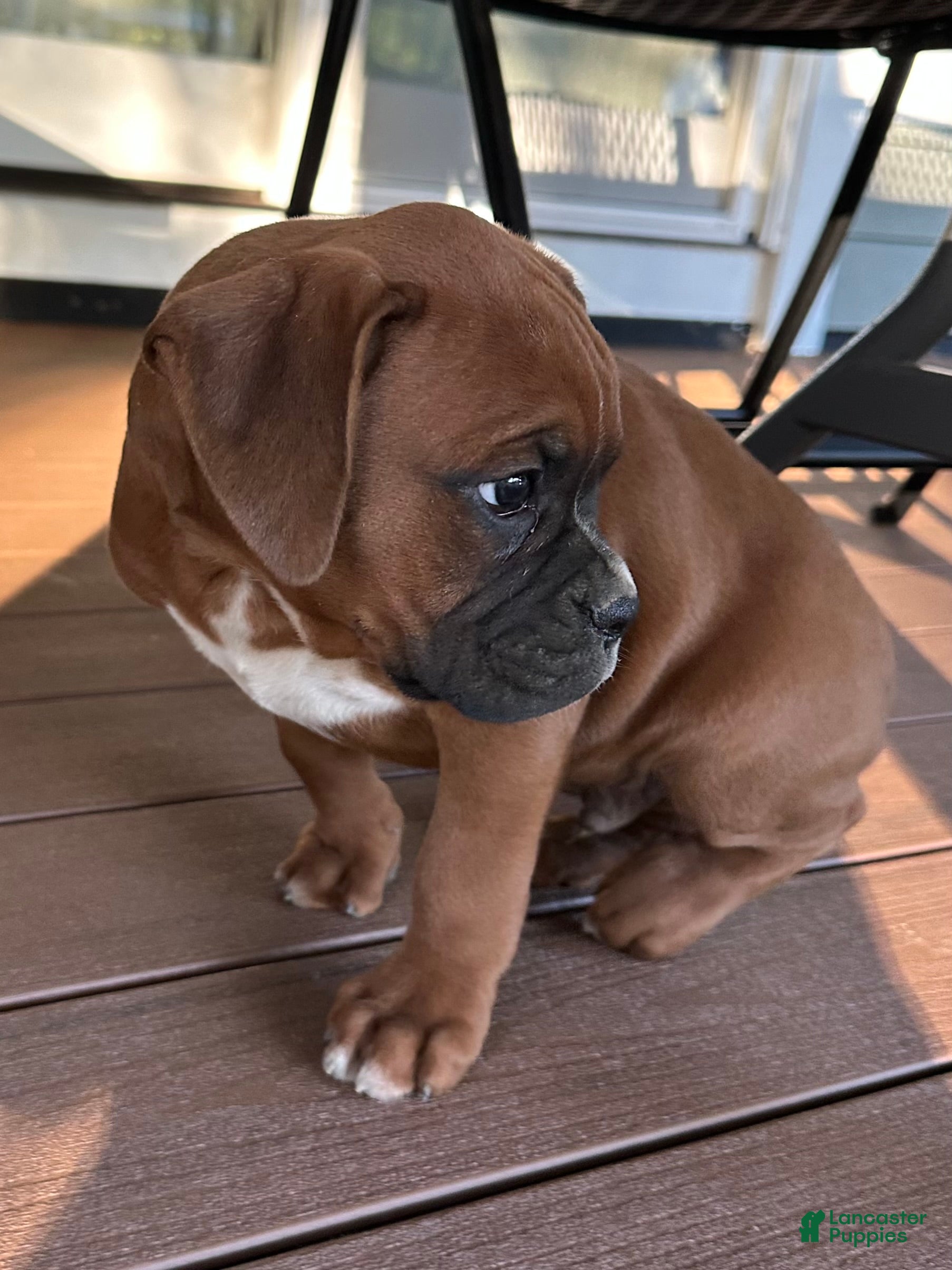 Boxer dogs Ash - Ad 2