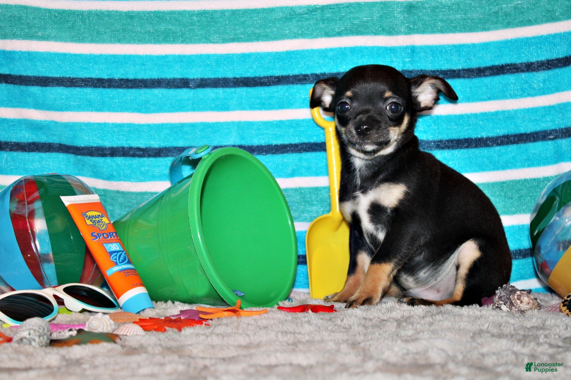 Chihuahua dogs Marty - Ad 2