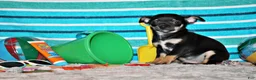 Chihuahua dogs for sale: Marty - Ad 2