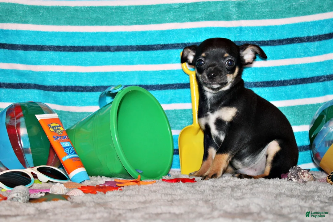 Chihuahua dogs for sale: Marty - Ad 2