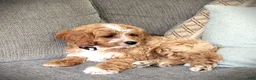 Cavapoo dogs for sale: Sunshine - Ad 3