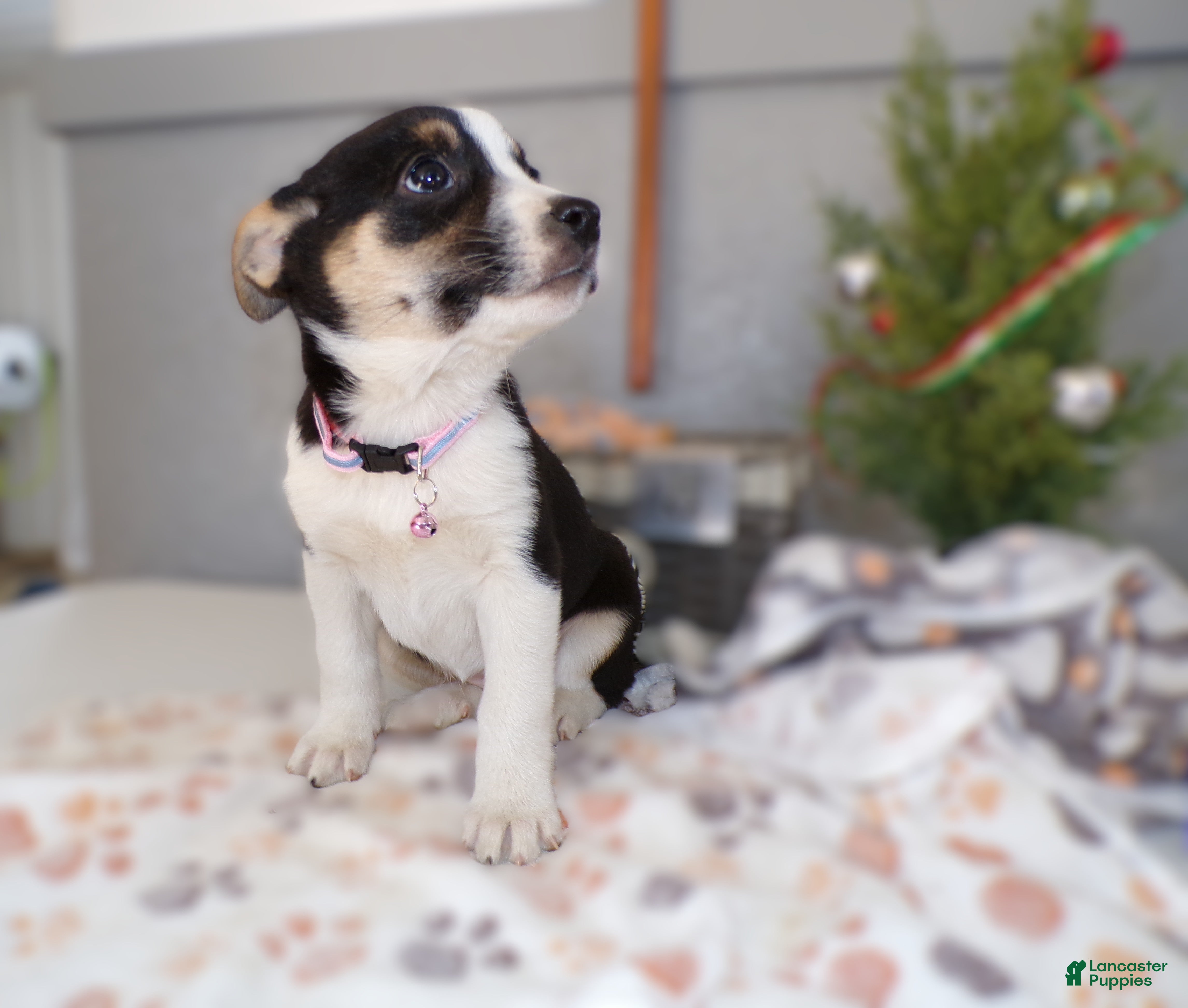 Mixed Breed dogs Mixed Breed Puppy 8 - Ad 35