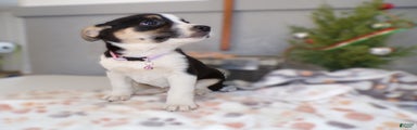 Mixed Breed Puppy 8