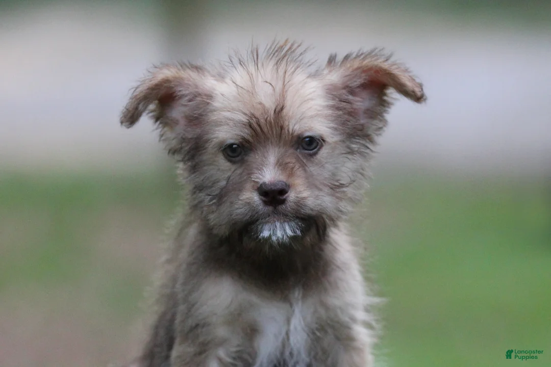 Mixed Breed dogs for sale: Male 1 - Ad 1