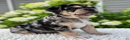 Mixed Breed dogs for sale: Izzy  - Ad 4