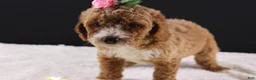 Mini Goldendoodle dogs for sale: Daisy - Ad 8