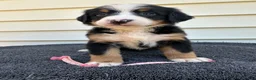 Bernese Mountain Dog dogs for sale: Berner bunch - Ad 9