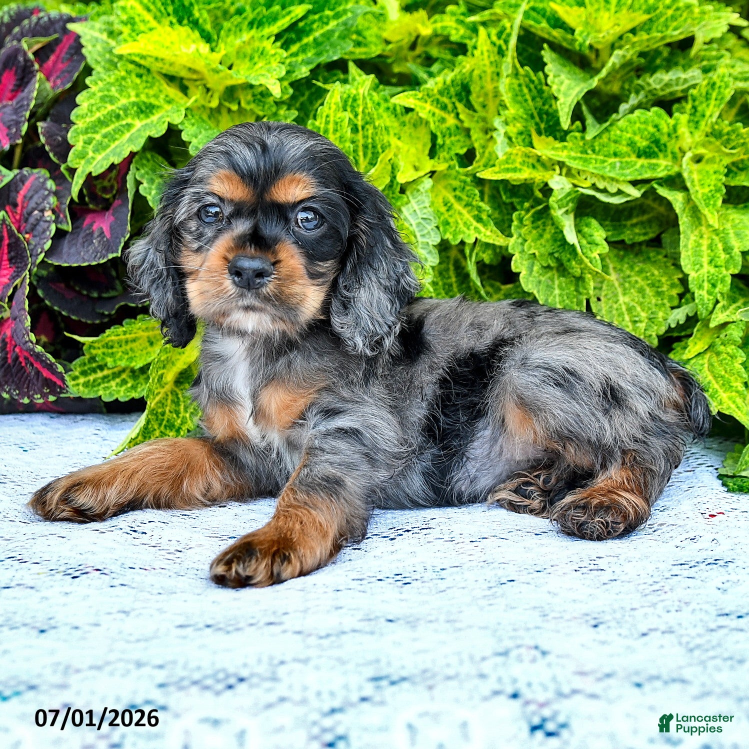 English Cocker Spaniel dogs Darlene - Ad 2