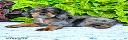 English Cocker Spaniel dogs for sale: Darlene - Ad 2