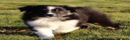 Australian Shepherd dogs for sale: Clara - Ad 18