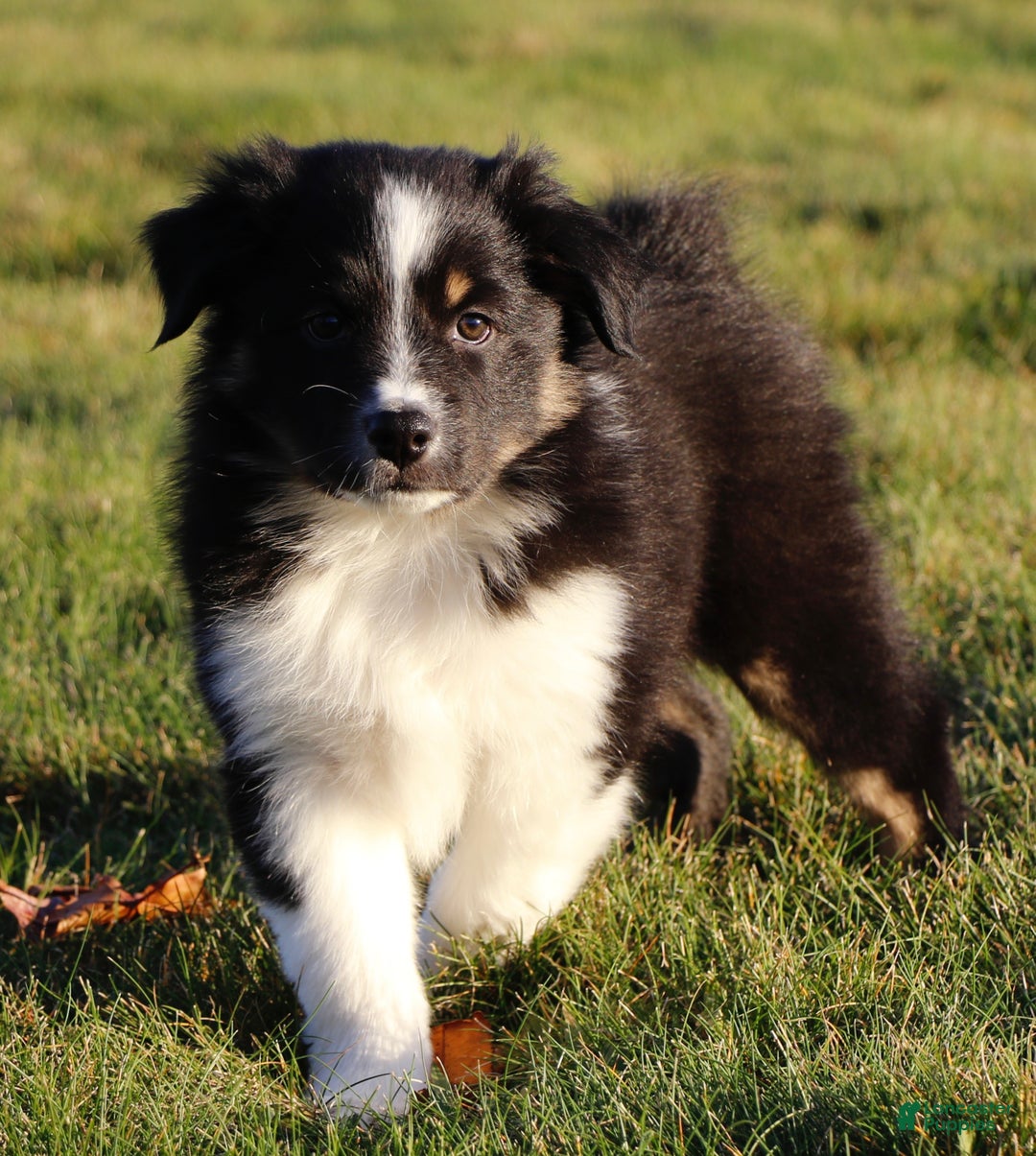 Australian Shepherd dogs for sale: Clara - Ad 18