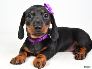 Miniature Dachshund dogs - Ad 35