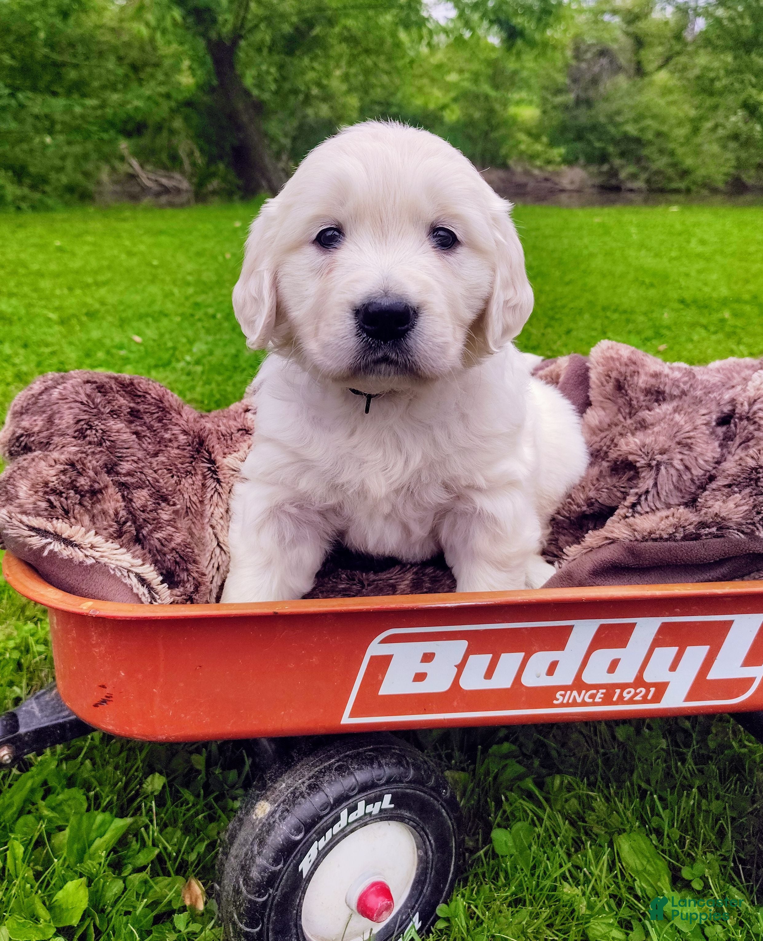 Golden Retriever dogs Molly - Ad 1