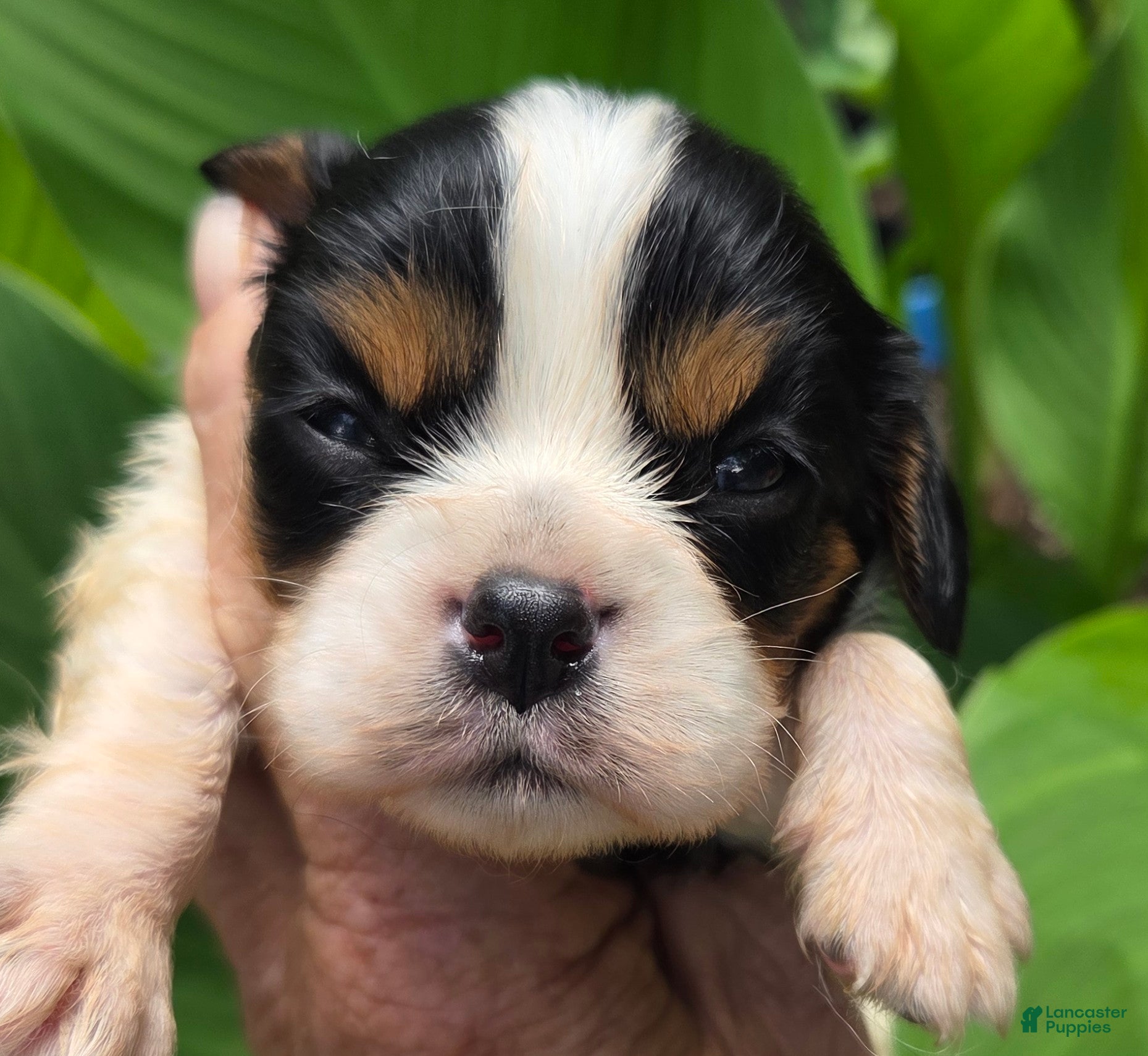 Cavalier King Charles Spaniel dogs Cavalier King Charles Spaniel Puppy 3 - Ad 2
