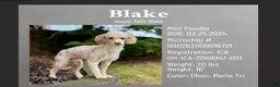 Mini Goldendoodle dogs for sale: Daisy - Ad 7