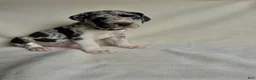 Great Dane dogs for sale: Freckles- blue - Ad 15