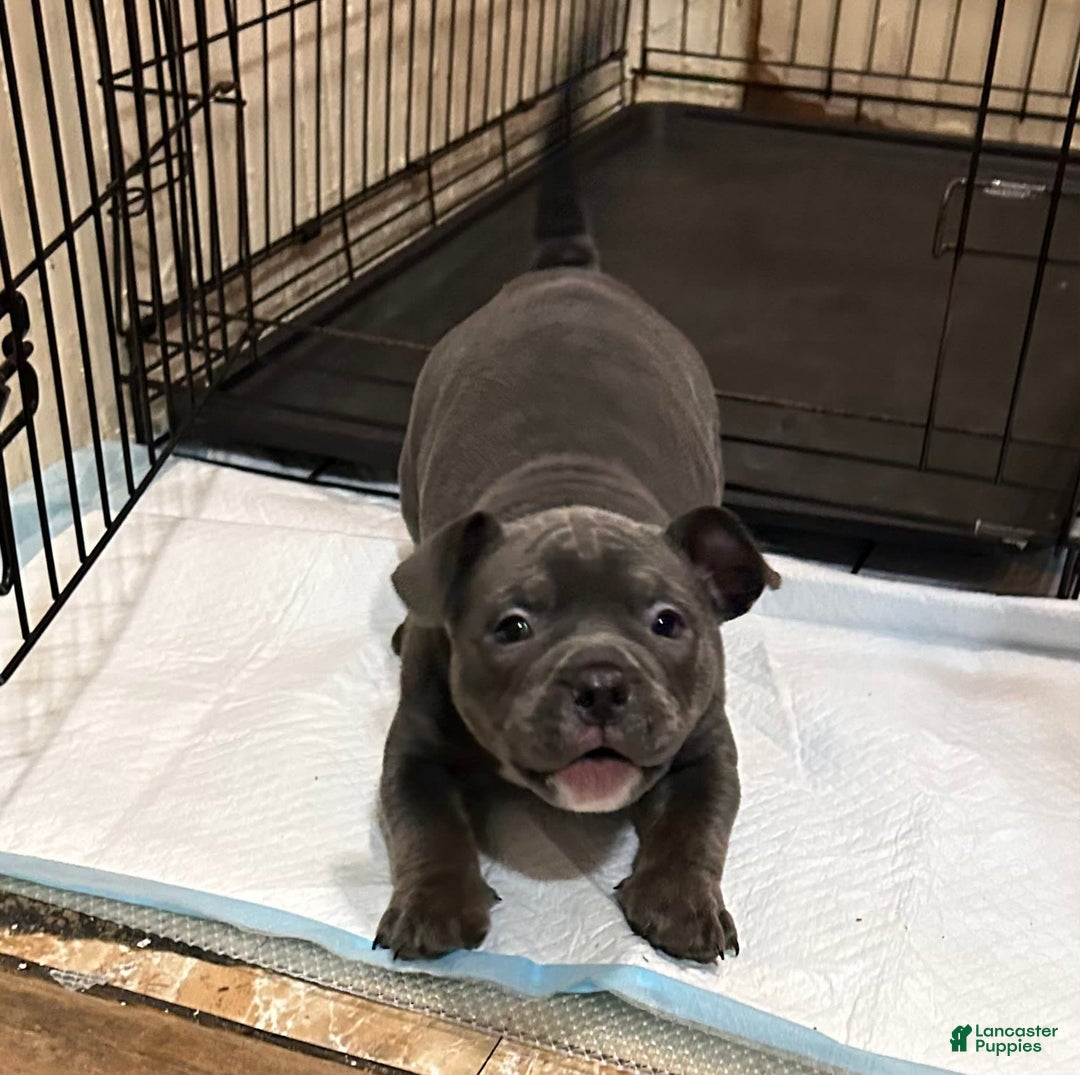 Gallery Image {{count}}