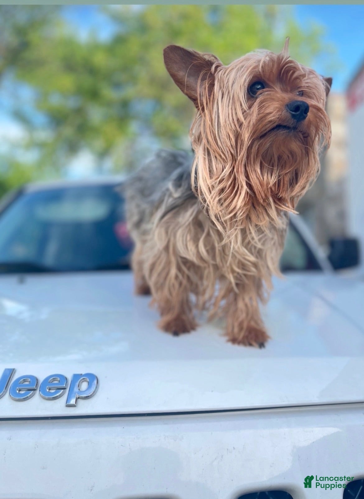 Yorkshire Terrier dogs Brave - Ad 36