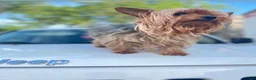 Yorkshire Terrier dogs for stud: Brave - Ad 1