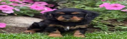 Cavalier King Charles Spaniel dogs for sale: Bonnie  - Ad 7