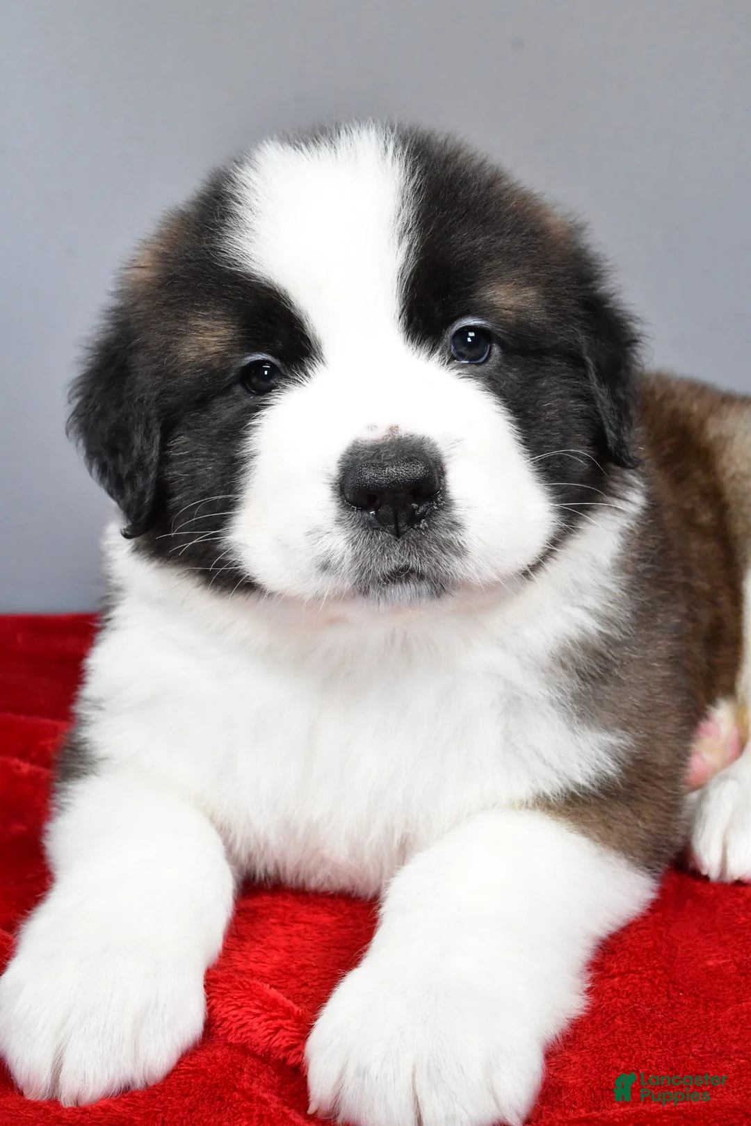 Saint Bernard dogs for sale: dakota - Ad 5