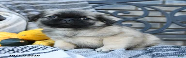 Madame  Puddles