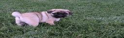 Pug dogs for sale: Big Paws - Ad 4