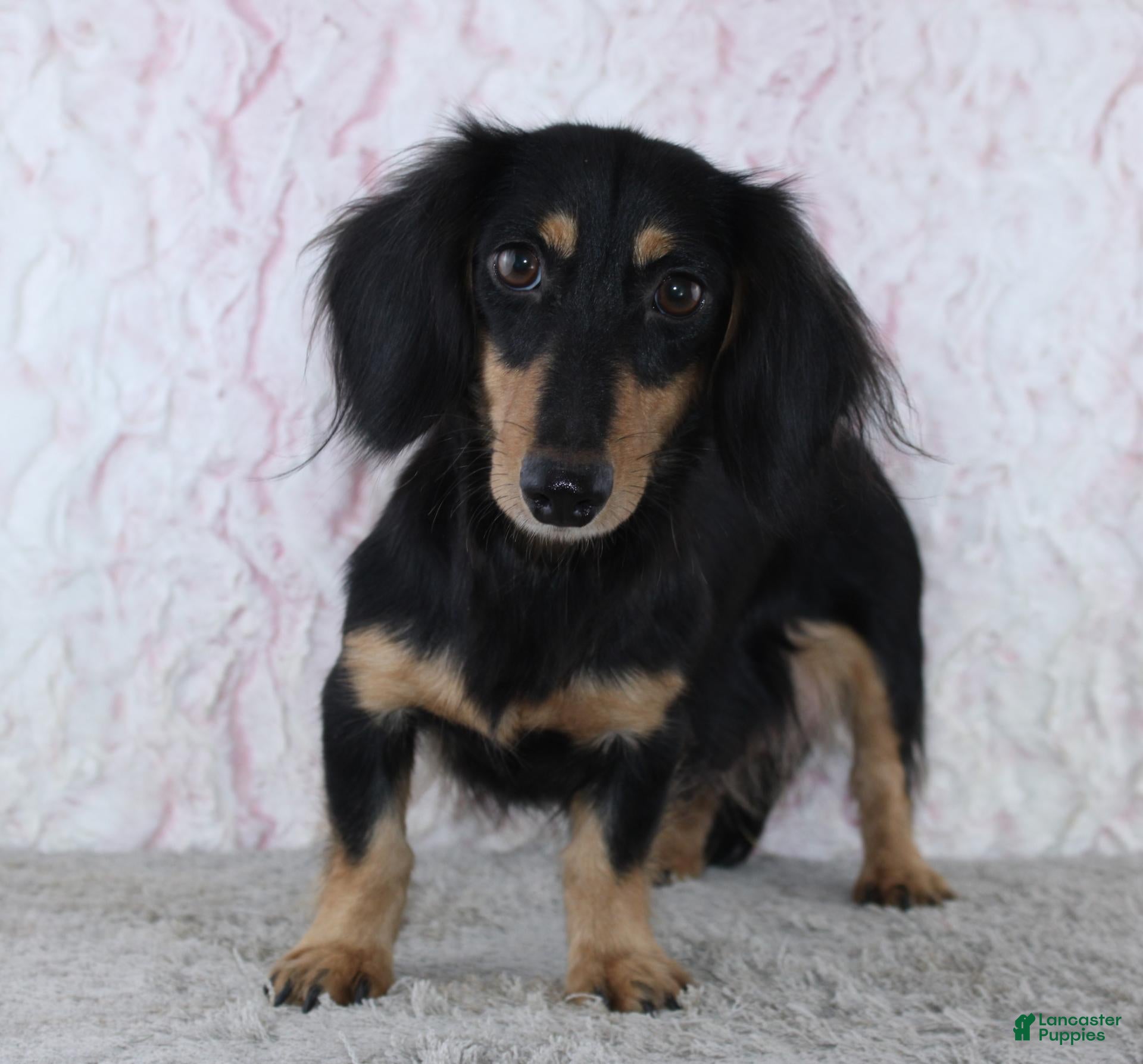 Miniature Dachshund dogs for sale: Tristan - Ad 2