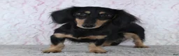 Miniature Dachshund dogs for sale: Theodore - Ad 4