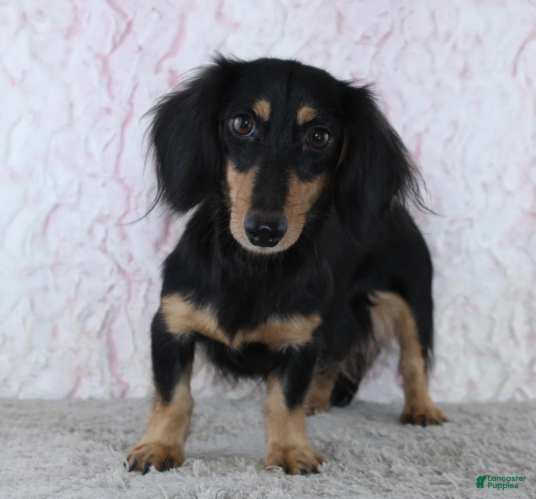 Miniature Dachshund dogs for sale: Tristan - Ad 2