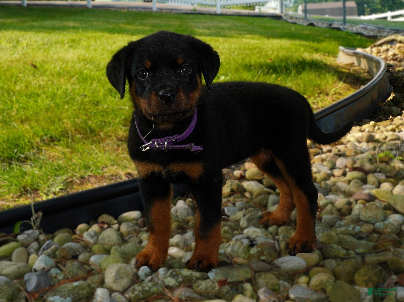 Rottweiler dogs Greta - Ad 2