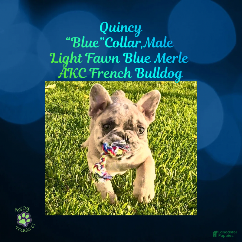 French Bulldog dogs Quincy “Blue” Collar, Male - Ad 11