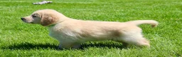 Golden Retriever dogs for sale: Fred - Ad 4