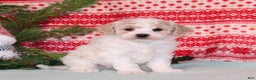 Bichpoo dogs for sale: Yuletide - Ad 2