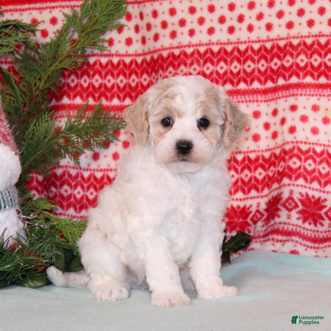 Bichpoo dogs for sale: Yuletide - Ad 2