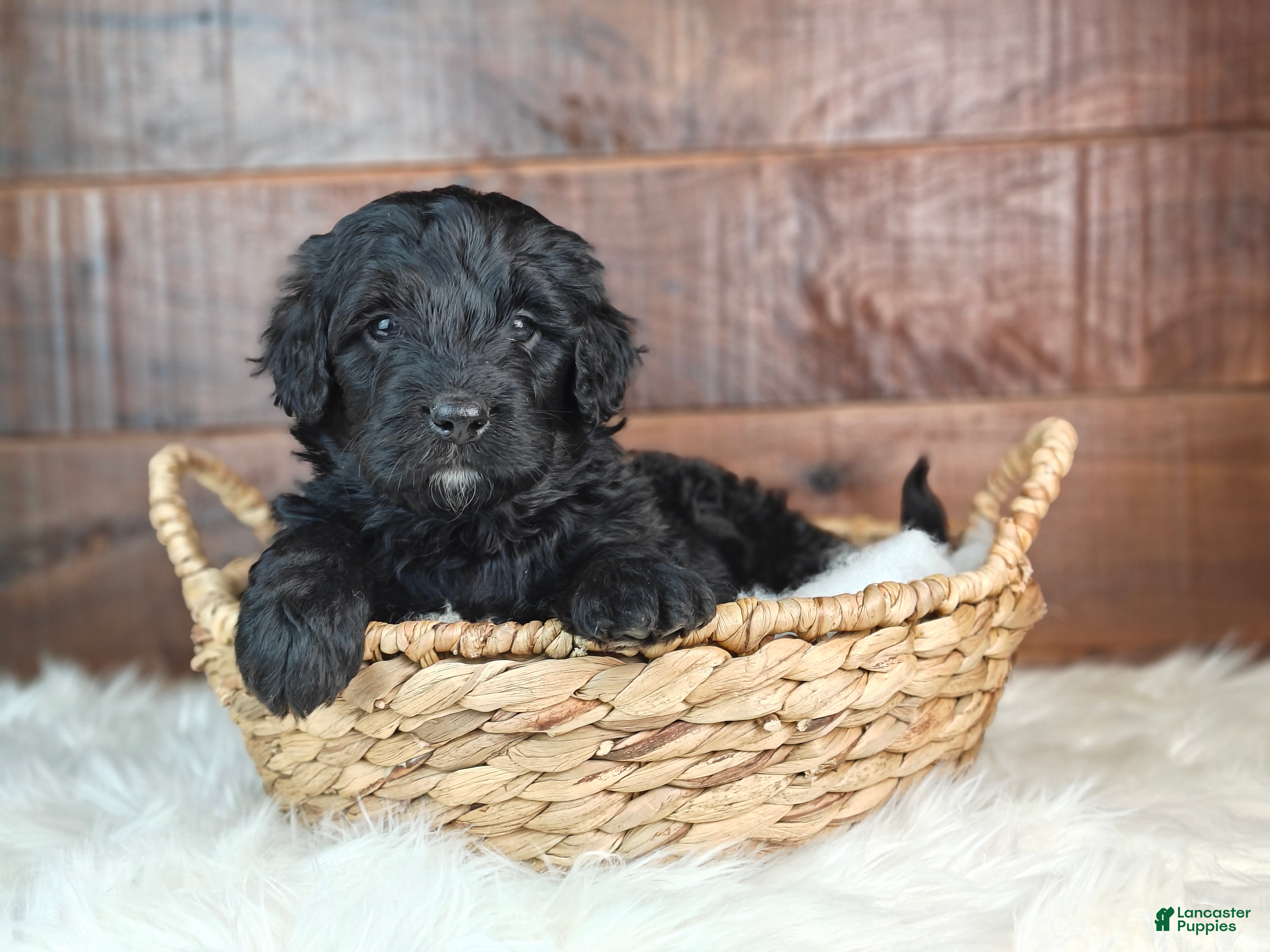 Bernedoodle dogs Shadow  - Ad 1